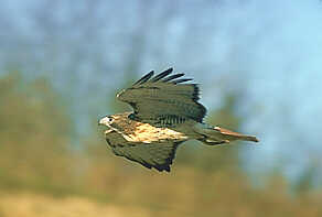 A Montecito Heights Red-tailed hawk